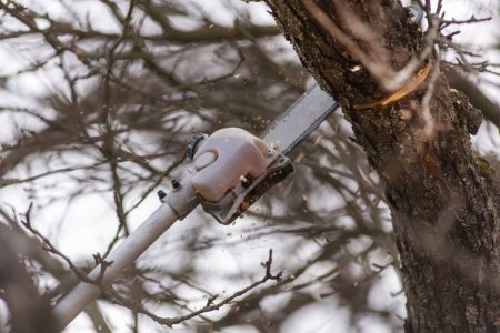 How to Use a Pole Saw for Tree Trimming